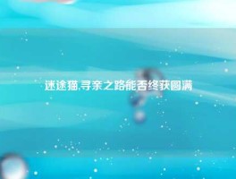 迷途猫,寻亲之路能否终获圆满