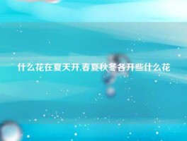 什么花在夏天开,春夏秋冬各开些什么花